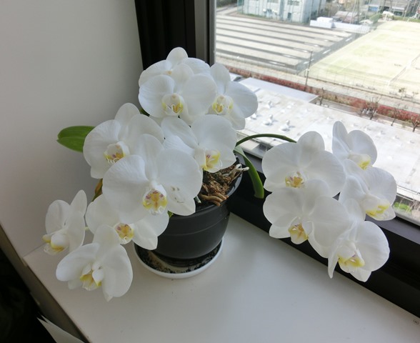 2013年の蘭